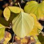 Syringa Reticulata, Japanese Tree Lilac Seed 1000 PCS, Bao Ma Ding Xiang