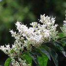 Symplocos Paniculata, Asiatic Sweetleaf Seed 500 PCS, Sapphire Berry Bai Tan