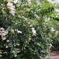 Symplocos Paniculata, Asiatic Sweetleaf Seed 500 PCS, Sapphire Berry Bai Tan
