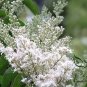 Symplocos Paniculata, Asiatic Sweetleaf Seed 500 PCS, Sapphire Berry Bai Tan