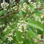 Symplocos Paniculata, Asiatic Sweetleaf Seed 500 PCS, Sapphire Berry Bai Tan