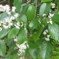 Symplocos Paniculata, Asiatic Sweetleaf Seed 500 PCS, Sapphire Berry Bai Tan