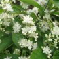 Symplocos Paniculata, Asiatic Sweetleaf Seed 500 PCS, Sapphire Berry Bai Tan