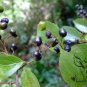 Symplocos Paniculata, Asiatic Sweetleaf Seed 500 PCS, Sapphire Berry Bai Tan