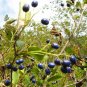 Symplocos Paniculata, Asiatic Sweetleaf Seed 500 PCS, Sapphire Berry Bai Tan