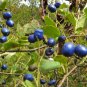 Symplocos Paniculata, Asiatic Sweetleaf Seed 500 PCS, Sapphire Berry Bai Tan