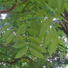 Swietenia Mahagoni, West Indies Mahogany Seed 100 PCS, Tao Hua Xin Mu