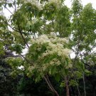 Swida Wilsoniana, Cornus Wilsoniana Seed 500 PCS, Guang Pi Lai Mu