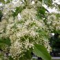 Swida Wilsoniana, Cornus Wilsoniana Seed 500 PCS, Guang Pi Lai Mu