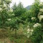 Swida Wilsoniana, Cornus Wilsoniana Seed 500 PCS, Guang Pi Lai Mu