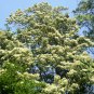 Swida Wilsoniana, Cornus Wilsoniana Seed 500 PCS, Guang Pi Lai Mu