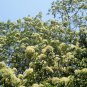 Swida Wilsoniana, Cornus Wilsoniana Seed 500 PCS, Guang Pi Lai Mu