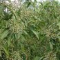 Swida Wilsoniana, Cornus Wilsoniana Seed 500 PCS, Guang Pi Lai Mu
