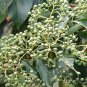 Swida Wilsoniana, Cornus Wilsoniana Seed 500 PCS, Guang Pi Lai Mu