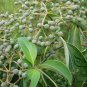 Swida Wilsoniana, Cornus Wilsoniana Seed 500 PCS, Guang Pi Lai Mu
