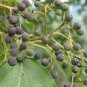 Swida Wilsoniana, Cornus Wilsoniana Seed 500 PCS, Guang Pi Lai Mu