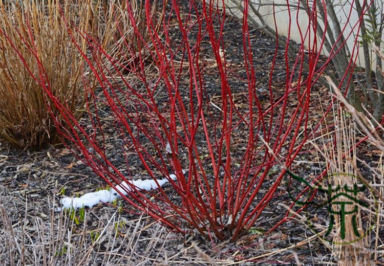 Swida Alba, Cornus Alba Red-barked Seed 1000 PCS, Hong Rui Mu