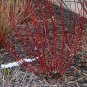 Swida Alba, Cornus Alba Red-barked Seed 1000 PCS, Hong Rui Mu