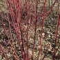 Swida Alba, Cornus Alba Red-barked Seed 1000 PCS, Hong Rui Mu