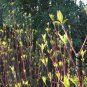 Swida Alba, Cornus Alba Red-barked Seed 1000 PCS, Hong Rui Mu