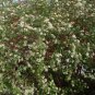 Swida Alba, Cornus Alba Red-barked Seed 1000 PCS, Hong Rui Mu