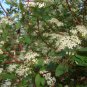 Swida Alba, Cornus Alba Red-barked Seed 1000 PCS, Hong Rui Mu