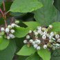 Swida Alba, Cornus Alba Red-barked Seed 1000 PCS, Hong Rui Mu