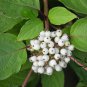 Swida Alba, Cornus Alba Red-barked Seed 1000 PCS, Hong Rui Mu