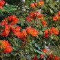 Spathodea Campanulata, African Tuliptree Seed 500 PCS, Huoyan Mu
