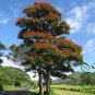 Spathodea Campanulata, African Tuliptree Seed 500 PCS, Huoyan Mu