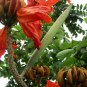Spathodea Campanulata, African Tuliptree Seed 500 PCS, Huoyan Mu