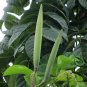 Spathodea Campanulata, African Tuliptree Seed 500 PCS, Huoyan Mu