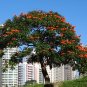 Spathodea Campanulata, African Tuliptree Seed 500 PCS, Huoyan Mu