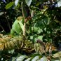 Spathodea Campanulata, African Tuliptree Seed 500 PCS, Huoyan Mu