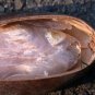 Spathodea Campanulata, African Tuliptree Seed 500 PCS, Huoyan Mu