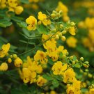 Sophora Xanthantha, Garden Greening Tree Seed 1000 PCS, Huang Hua Huai