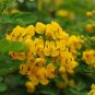 Sophora Xanthantha, Garden Greening Tree Seed 1000 PCS, Huang Hua Huai