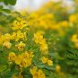 Sophora Xanthantha, Garden Greening Tree Seed 1000 PCS, Huang Hua Huai