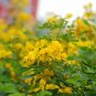 Sophora Xanthantha, Garden Greening Tree Seed 1000 PCS, Huang Hua Huai