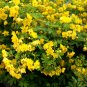 Sophora Xanthantha, Garden Greening Tree Seed 1000 PCS, Huang Hua Huai