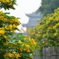 Sophora Xanthantha, Garden Greening Tree Seed 1000 PCS, Huang Hua Huai