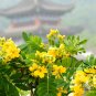 Sophora Xanthantha, Garden Greening Tree Seed 1000 PCS, Huang Hua Huai