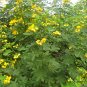 Sophora Xanthantha, Garden Greening Tree Seed 1000 PCS, Huang Hua Huai