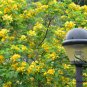 Sophora Xanthantha, Garden Greening Tree Seed 1000 PCS, Huang Hua Huai