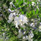 Sophora Viciifolia, Wild Sophora Seed 1000 PCS, Kowhai Lang Ya Ci