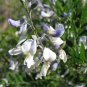 Sophora Viciifolia, Wild Sophora Seed 1000 PCS, Kowhai Lang Ya Ci