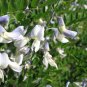 Sophora Viciifolia, Wild Sophora Seed 1000 PCS, Kowhai Lang Ya Ci