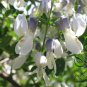 Sophora Viciifolia, Wild Sophora Seed 1000 PCS, Kowhai Lang Ya Ci