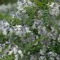 Sophora Viciifolia, Wild Sophora Seed 1000 PCS, Kowhai Lang Ya Ci