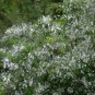 Sophora Viciifolia, Wild Sophora Seed 1000 PCS, Kowhai Lang Ya Ci